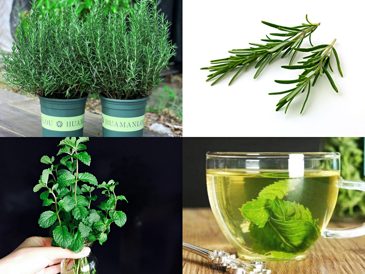 人养花一时养人一生,人养花同时花也养人