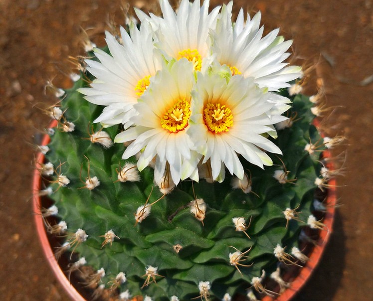 仙人掌开花美图,仙人掌介绍60多种独特的仙人掌