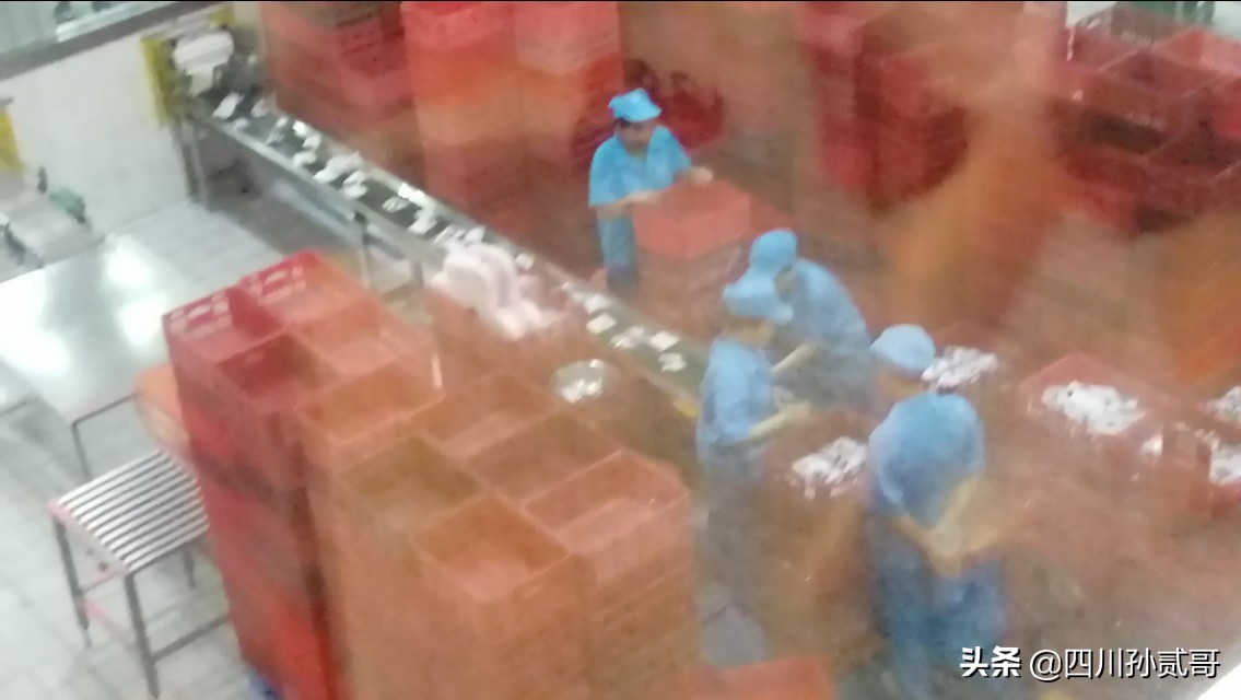 雪宝奶牛场,参观雪兰牛奶工厂心得体会