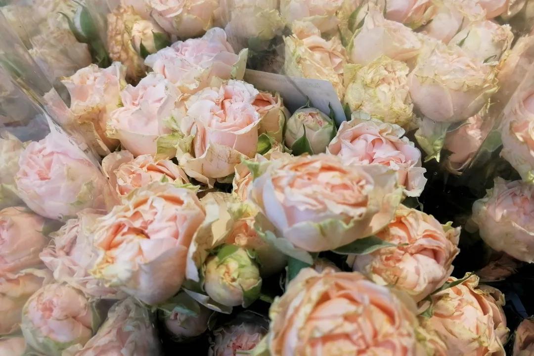 100种玫瑰之61浪漫泡泡