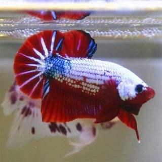 观赏鱼身溃烂用什么药,观赏鱼的水霉病可以治愈吗