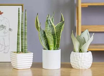 书桌植物摆放风水禁忌,千万不要在家里摆放这些植物