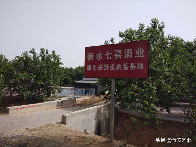 七喜酒业桑葚,七喜酒业古法二十年白酒