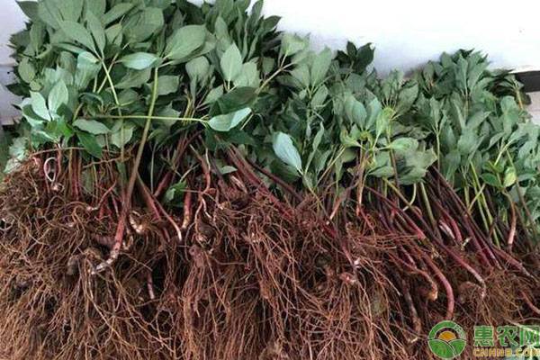 重楼种植价格表,种植重楼怎么才能买到好苗