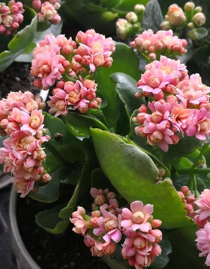 长寿花，寓意好、开花漂亮，花期长，品种多达300个