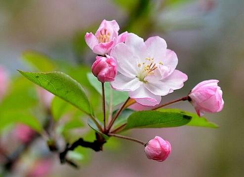 没有蔷薇科,哪里会有春天?