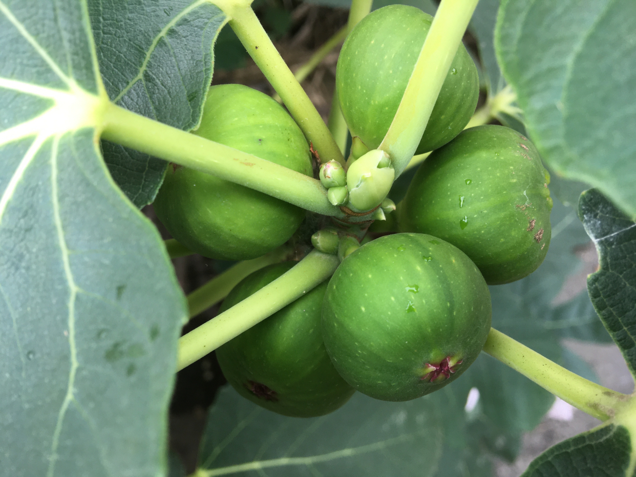 无花果盆栽种植方法和技巧,无花果盆栽种植方法