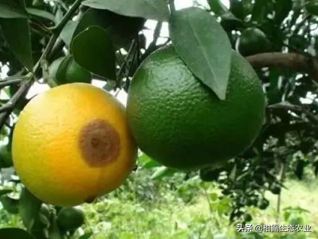 10类常见虫害高清图谱含防治方案,20种病虫害防治集合