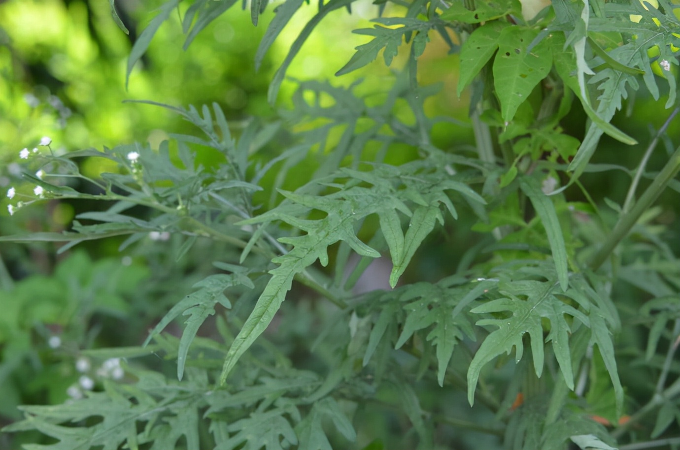 38种常见入侵植物花朵,38种疯狂的入侵植物