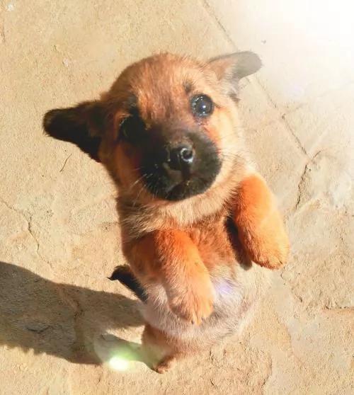 西安市中华田园犬能办狗证吗,在中国办狗证不能写中华田园犬吗