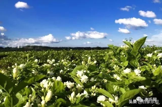 横县谢氏大宗祠典礼,广西横县谢氏祠堂建在哪里