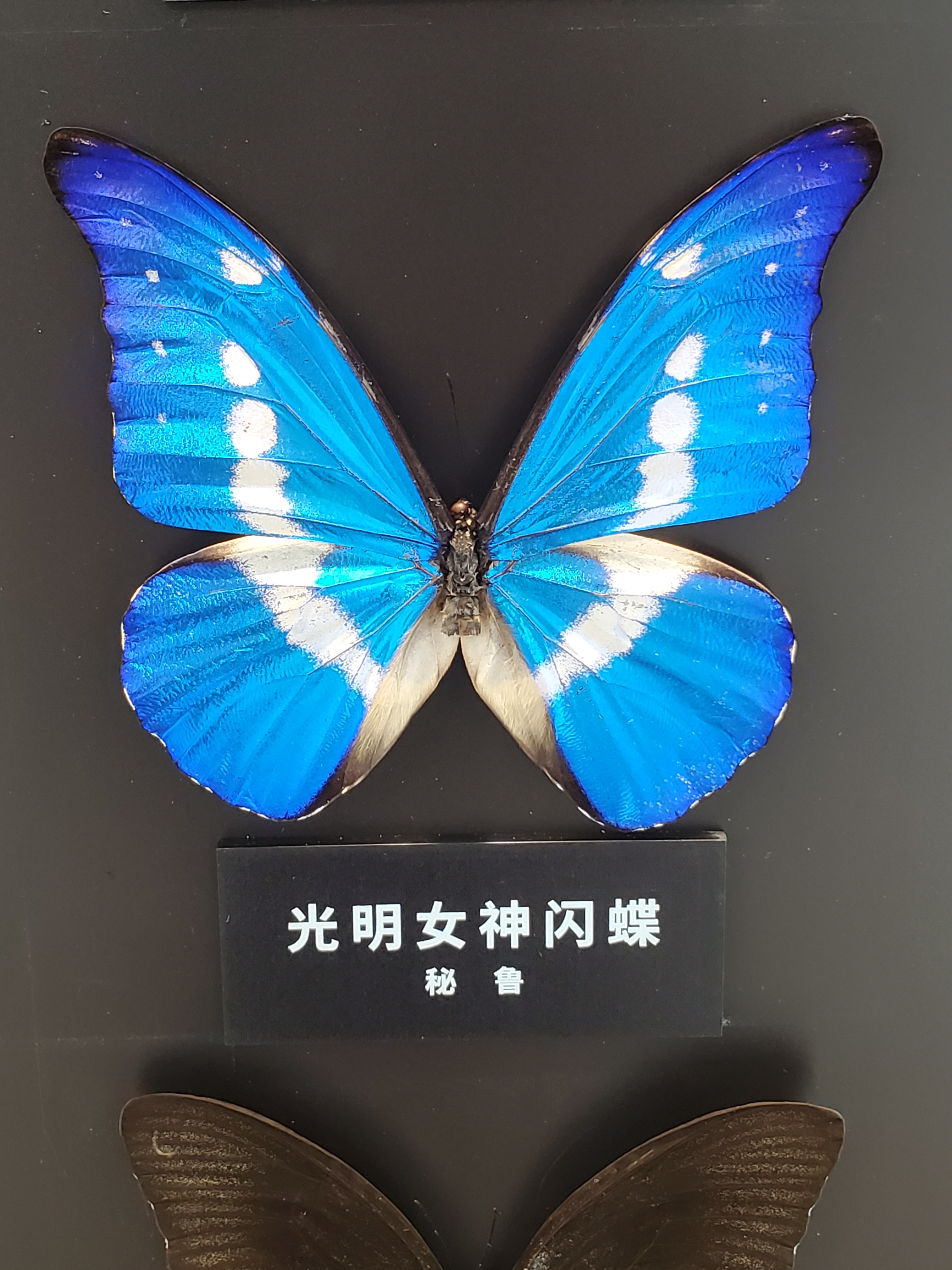 深圳平安金融中心,深圳平安金融中心云际观光层门票