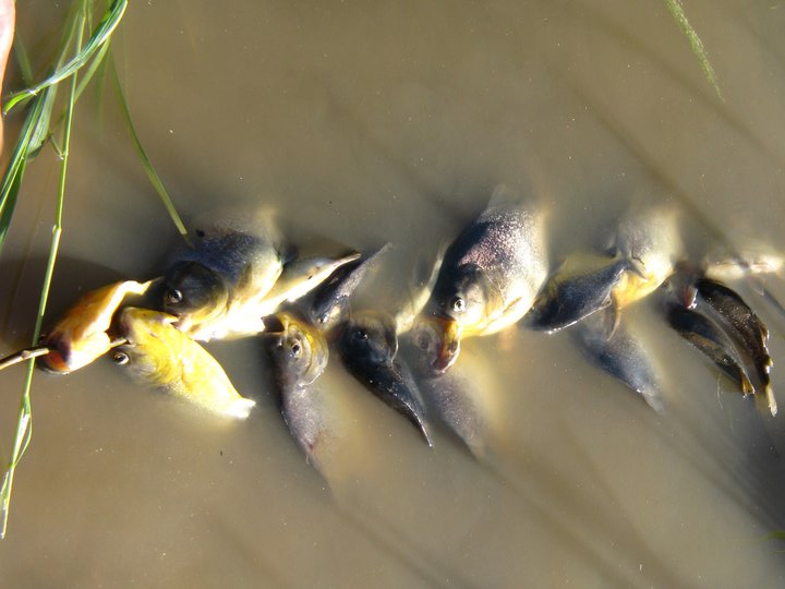 这才是最真实的国外钓鱼人，别崇洋媚外了，原来我们都被骗了