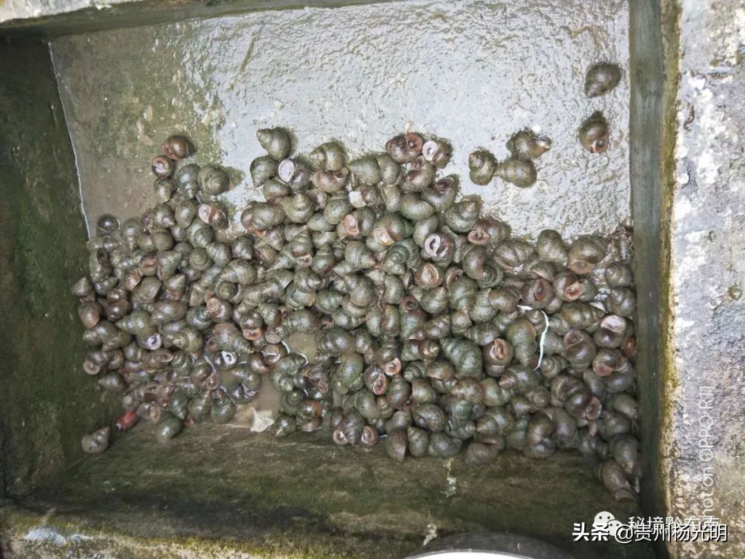 璐靛窞涓栧妗冩簮缇庢櫙,璐靛窞涓栧妗冩簮椋庢櫙