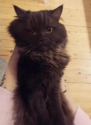 收养的猫特别像自己,领养的猫看着怎么像哈士奇呀