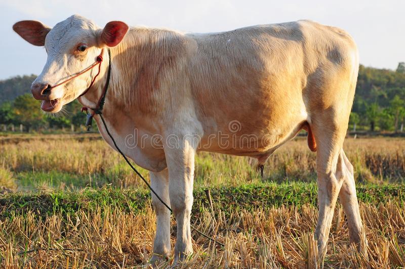 牛得胃肠炎呻吟怎么治,牛胃肠炎用头孢可以么