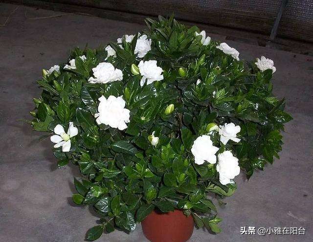 栀子花黄叶不开花怎么办,栀子花买回来黄叶不开花