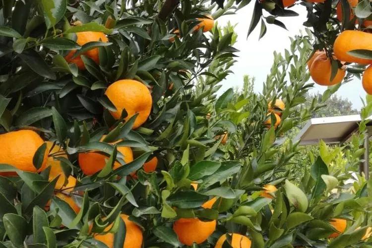 哪个地方出产的橙子最好吃,现在哪里的橙子最好吃