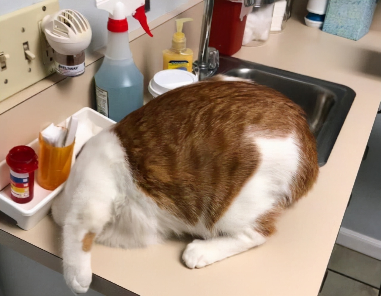 为什么猫狗会有尴尬期,猫狗相遇为啥互相都吓得要死