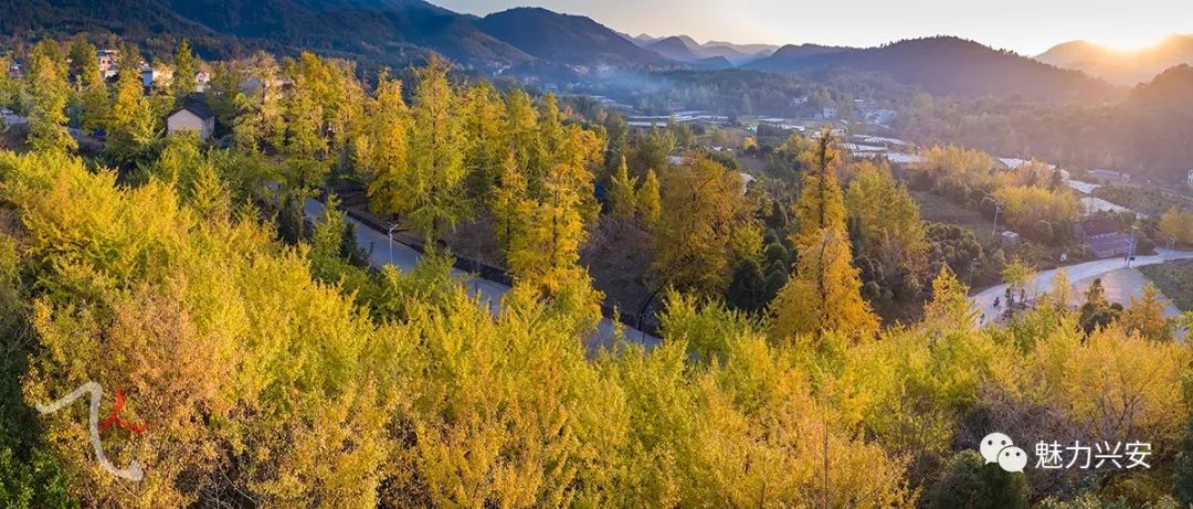 桂林兴安漠川银杏最佳观赏时间,桂林兴安漠川银杏网红打卡地