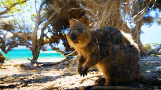 为什么我们会微笑?10个关于微笑袋鼠的萌萌秘密