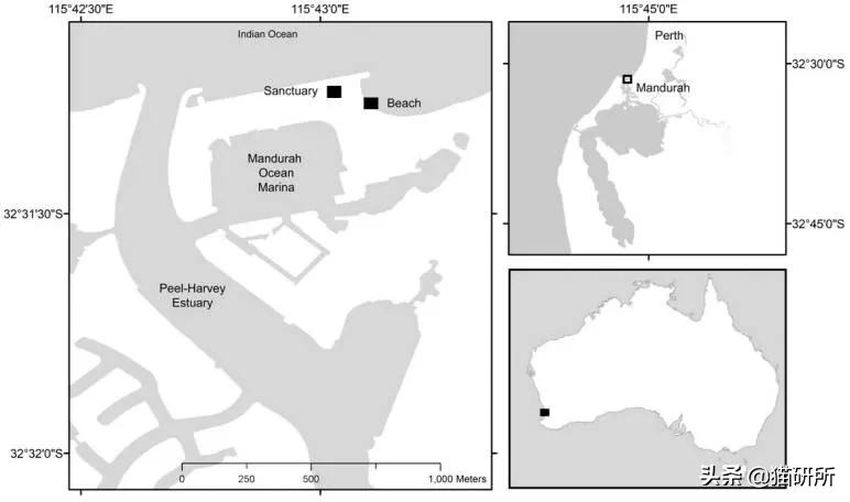 流浪猫的孩子野性也大吗,流浪猫的灵性有多可怕