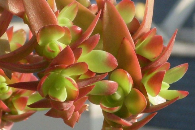 火祭怎么养成绿色的了,火祭夏天怎么养才能长得快