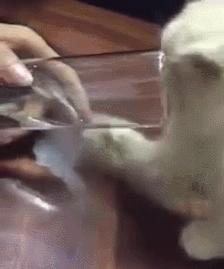 众所周知猫是液体吗,众所周知猫都是液体