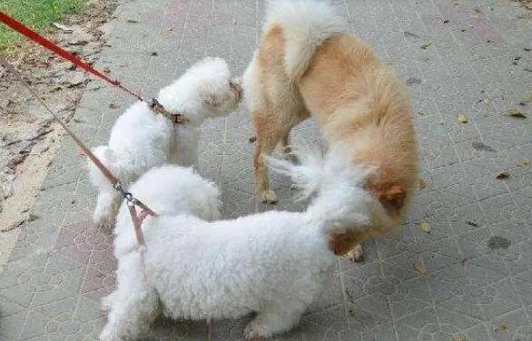 宠物狗绝育需要注意什么,宠物狗需要绝育吗