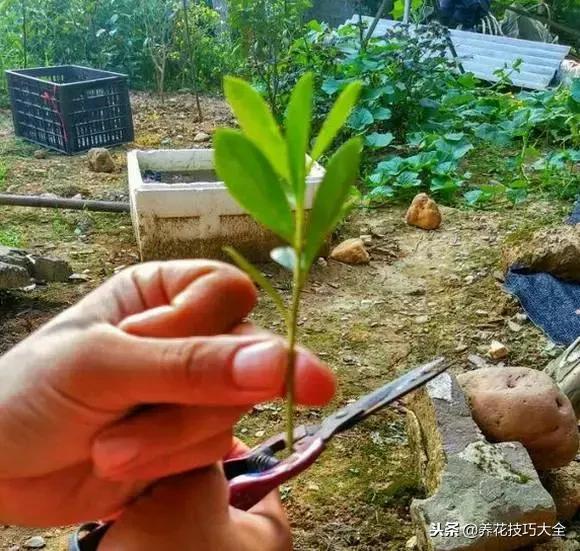 刚栽的杜鹃花蔫了怎么办,杜鹃花死了一半怎么回事