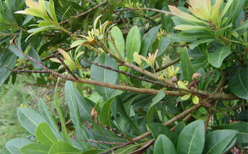 杨梅凋萎病综合防治技术要点总结,杨梅凋萎病的树要修剪吗