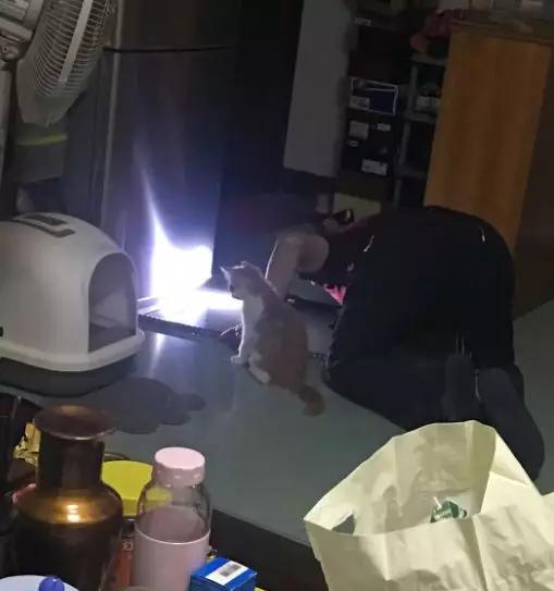 养猫后儿子鼻过敏，妈妈心生一计：不如你搬出去住吧！