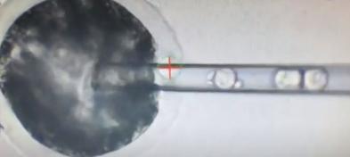 鏃ユ湰鐗╃鏉備氦瀹為獙,鏃ユ湰浜虹殑鏉備氦瀹為獙鎴愬姛浜嗗悧