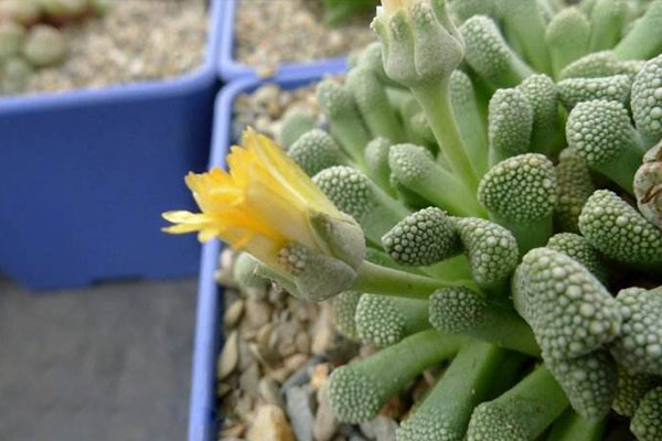 多肉天女属，用美丽的名字诱惑你买，用奇特的长相颠倒你的审美！