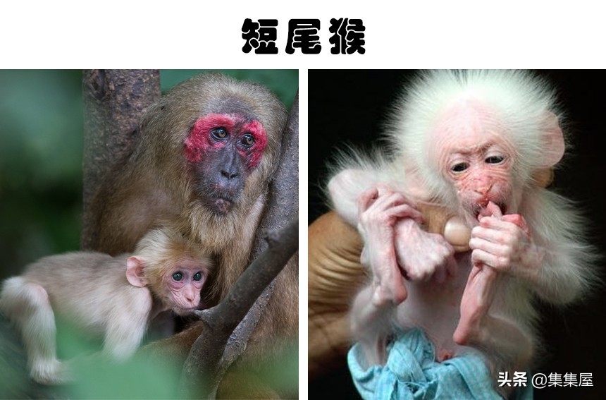 100多种你没见过的动物,十种你未见过的小型生物