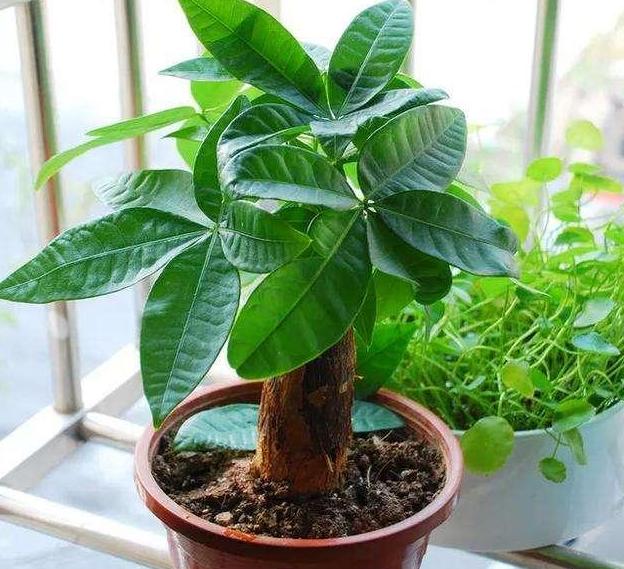 在家里养殖致富,发财树黄叶烂根怎么处理