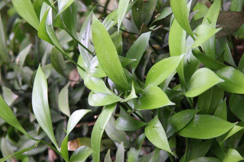 长着叶的模样，干着叶的活，为什么不给它叶的名分