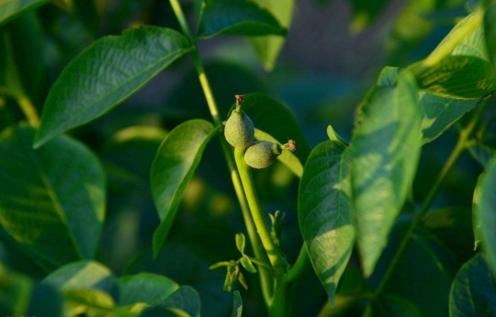 核桃树坐果时期怎样管理核桃树,核桃树怎样提高坐果率