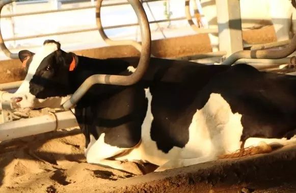 风靡香港79年，连续获得本土牛奶品牌销冠，今天带你解密维记牛奶