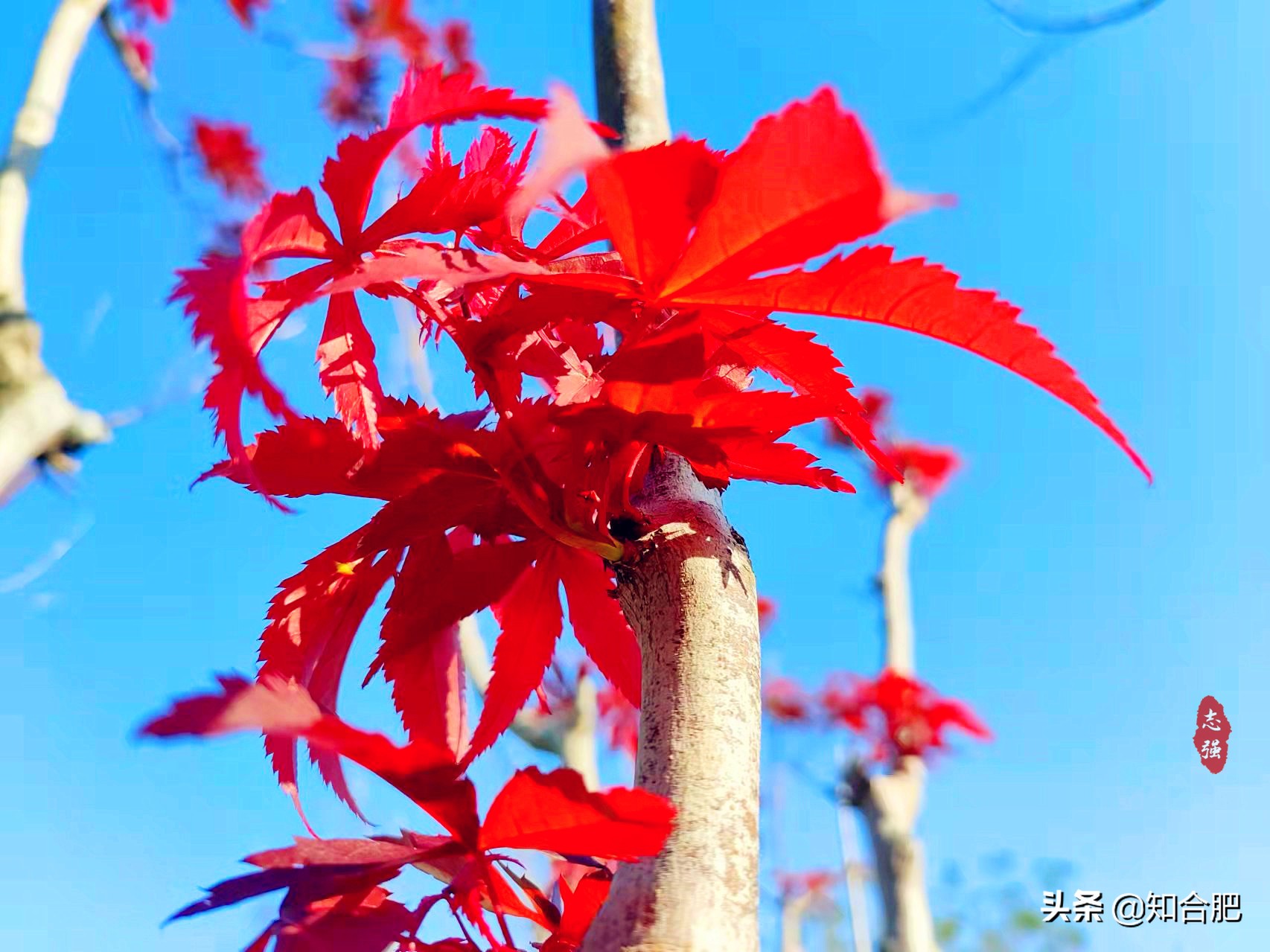 秋天合肥最合适旅游的地方,合肥赏秋景有什么地方可以玩