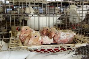养鸽子赚钱吗,养鸽子赚钱吗怎么靠养鸽子致富