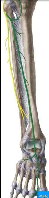 病理脚麻的最快恢复方法,脚麻诊断思路