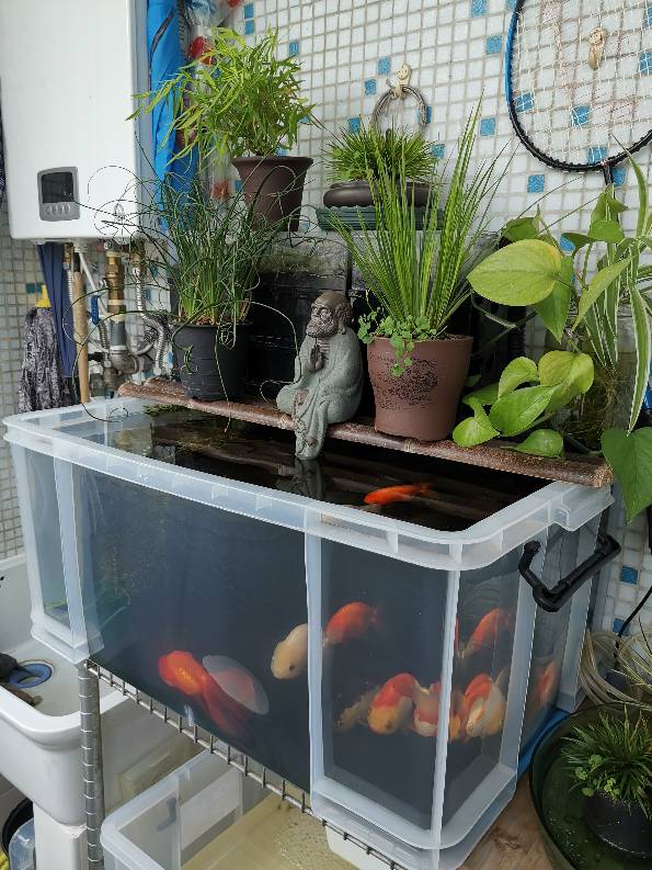 桌面鱼缸新手入门,新手鱼缸入门教程视频