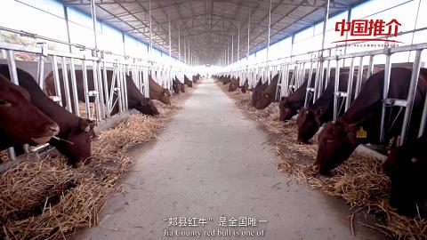 牛年吃牛肉牛气冲天,牛气冲天砂锅牛肉