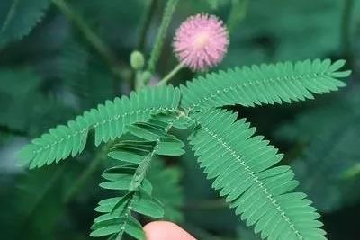 什么草预示天气不好呢,有什么草可以预测天气