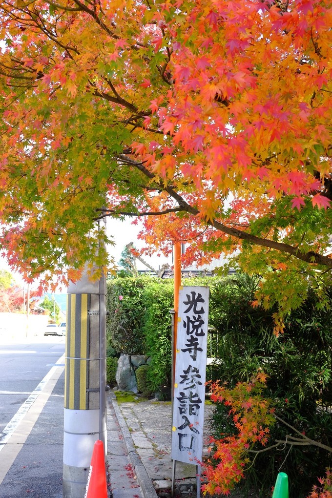 京都赏枫2022,京都赏枫必去景点有哪些好玩的