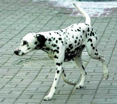 每日一犬,大麦町犬和小麦町犬的区别