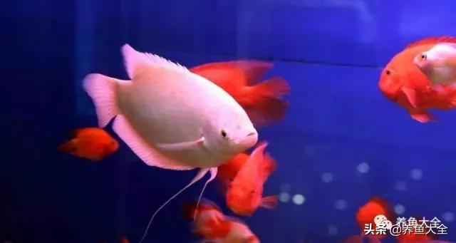 鱼病的诊疗方法,鱼病的治疗方法视频