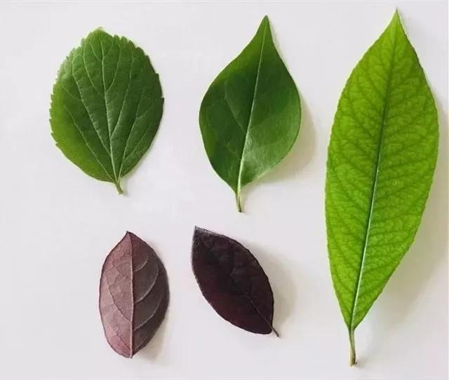 儿童显微镜下的微观世界,便携式儿童显微镜萌趣多