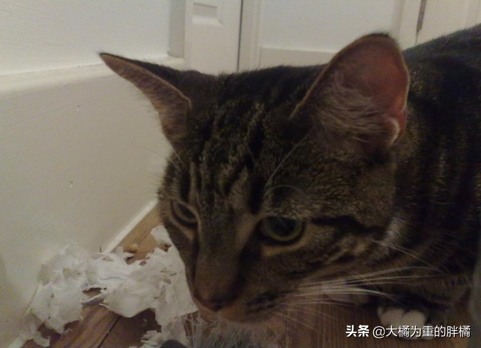 猫咪粪便异常的臭是怎么回事,看猫咪的便便来判断病情